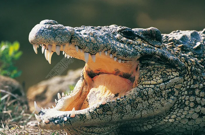 张嘴的鳄鱼图片