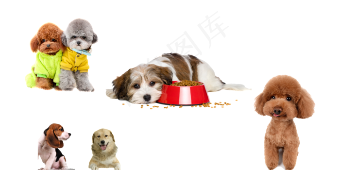 狗狗泰迪无背景素材