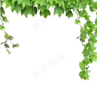 绿色青藤藤蔓树藤树叶png素材下载