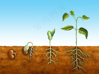 植物生根发芽生长图