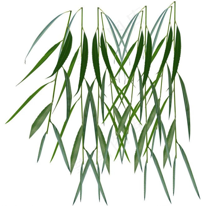 春天柳树条图片