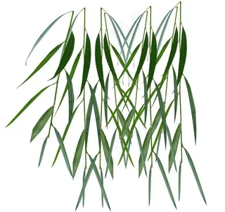 春天柳树条图片