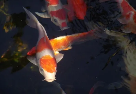 锦鲤图片 锦鲤图片