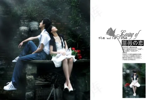 蔷薇の恋图片