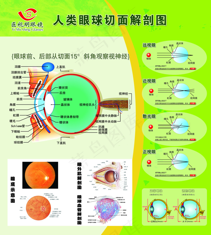 人类眼球切面解剖图psd模版下载