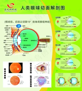 人类眼球切面解剖图