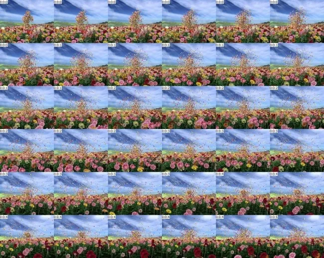 彩色花瓣