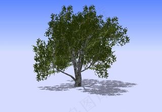 杂树3D模型