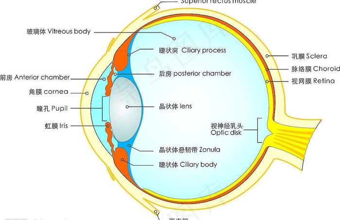 眼球结构图图片