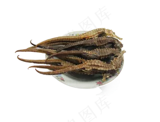 海马海洋生物免抠png图片素材