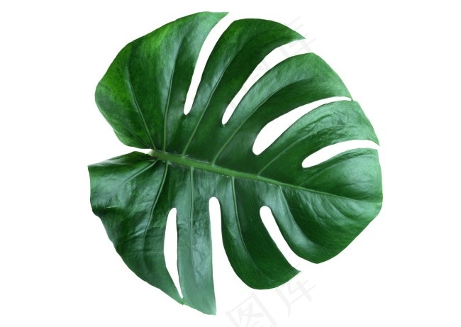 高清龟背竹叶片素材