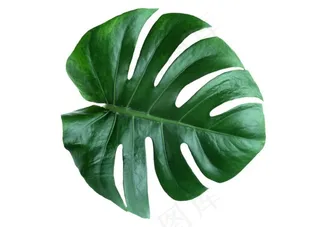 高清龟背竹叶片素材