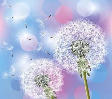 蒲公英背景矢量素材