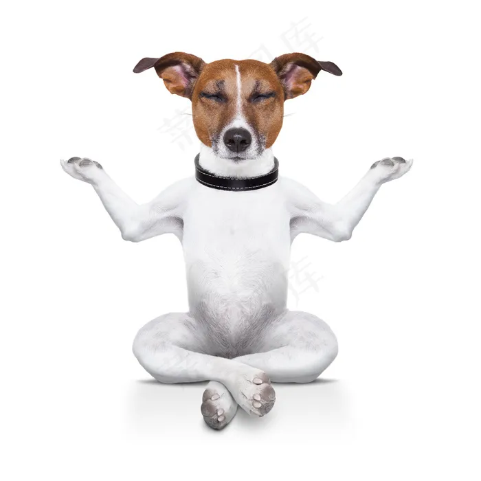 练瑜伽的小狗图片