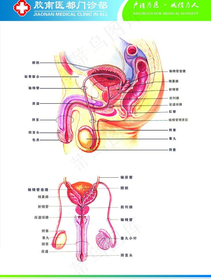 男科解剖图图片