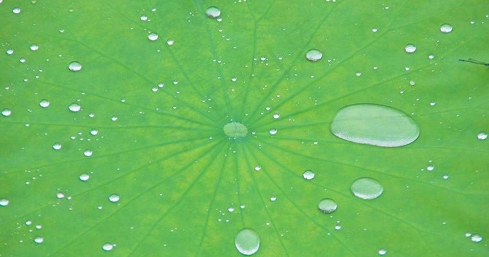 浮萍 露水图片