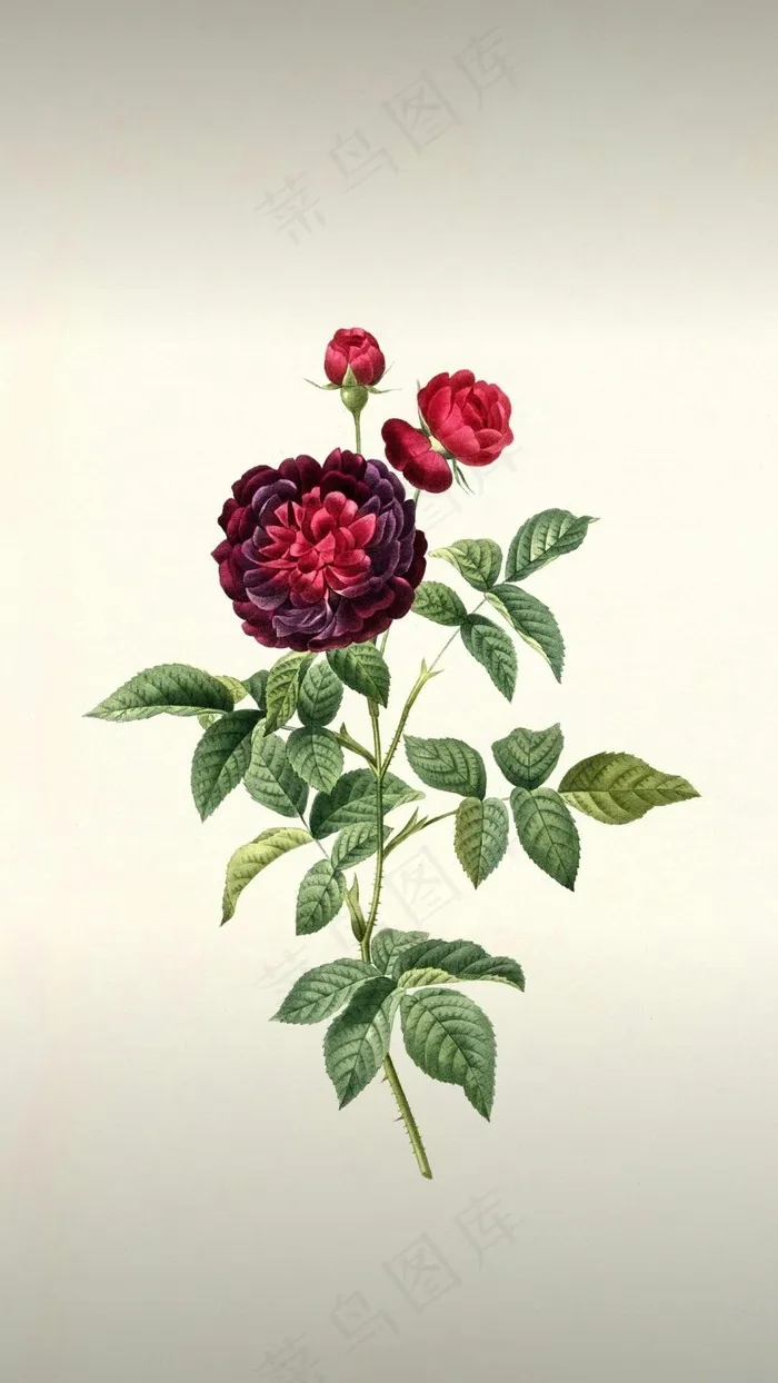 插画花