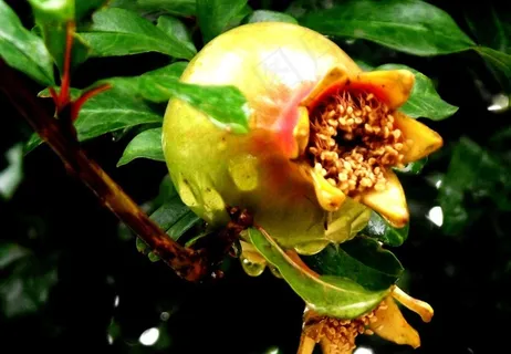 水滴石榴图片 水滴石榴图片