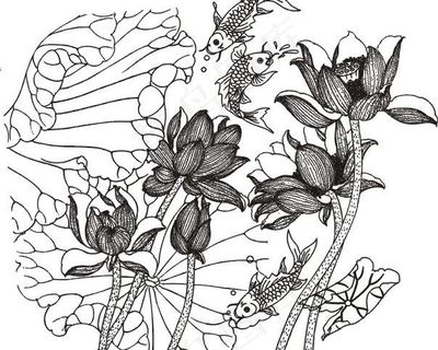 荷花鲤鱼图图片