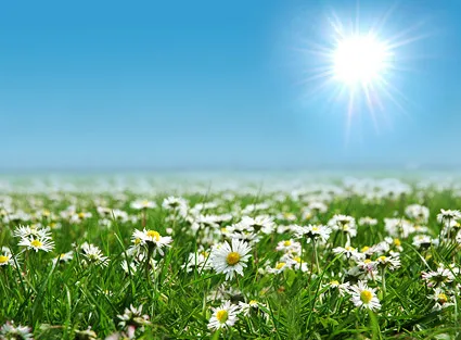 白色野菊花图片素材