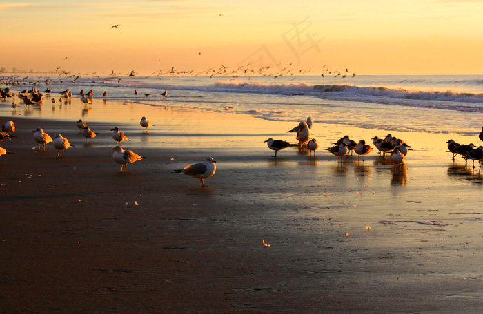 海滩海鸥图片