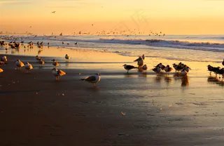 海滩海鸥图片