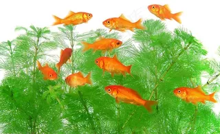 金鱼们聚会的日子图片