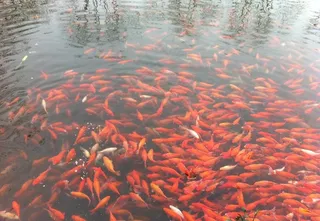 西湖花港观鱼图片