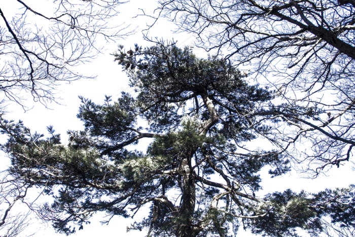 挺拔四季常青的松树(2400*1600px 300 dpi )psd模版下载