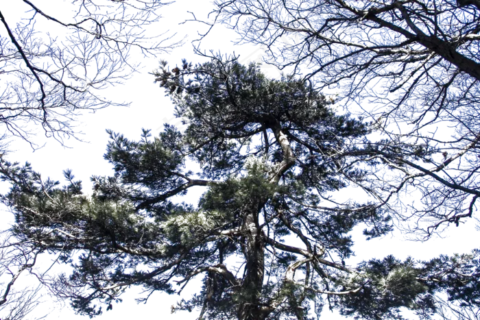 挺拔四季常青的松树(2400*1600px 300 dpi )psd模版下载