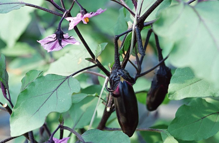 茄子图片