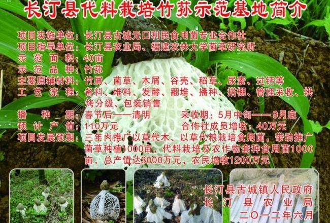 竹荪 竹笋养殖基地图片(210X297)cdr矢量模版下载