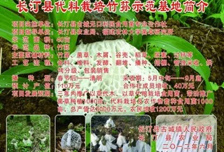 竹荪 竹笋养殖基地图片