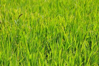 叶尾发黄的草图片