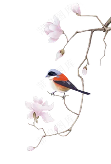 玉兰花玉兰花 玉兰花玉兰花