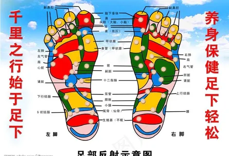 足浴足部反射示意图图片