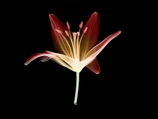 植物花草透视图