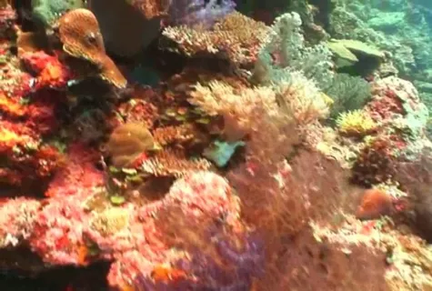 海底生物素材下载