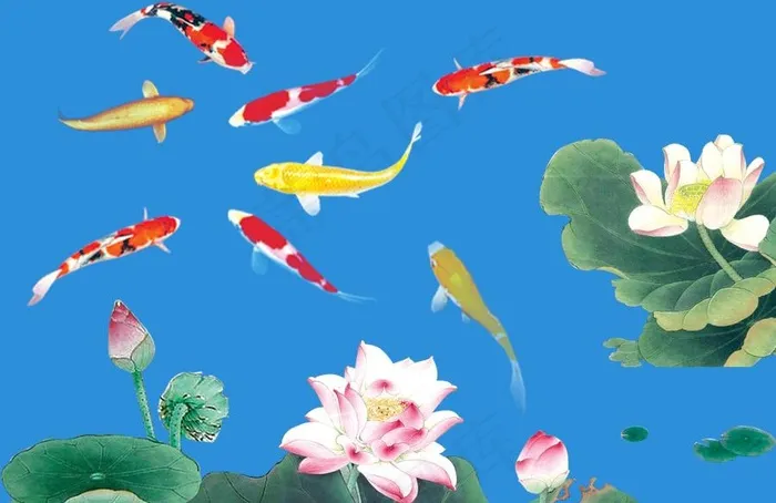 锦鲤荷花图片psd模版下载