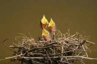 刚刚出生的小鸟图片