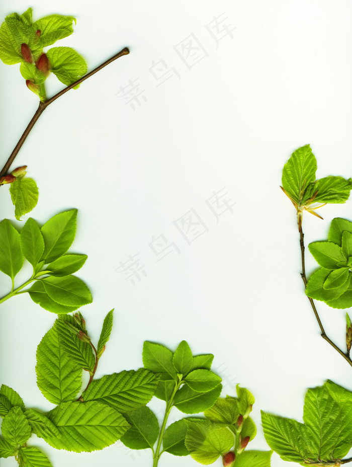 春天的树叶边界在白色的背景