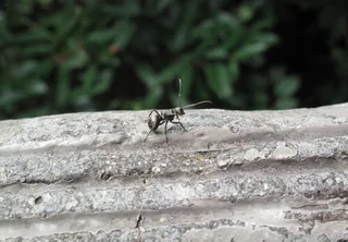 石头上的蚂蚁图片