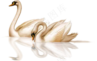 免抠png图片ps素材天鹅