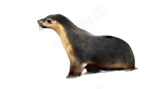 海豹免抠素材PSD分层