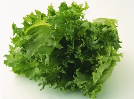 生菜图片 生菜图片