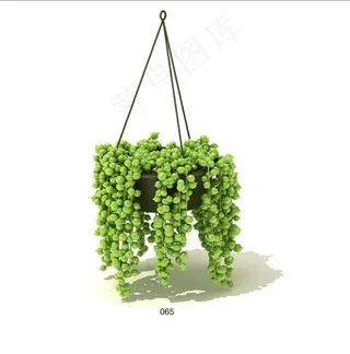 吊兰模型