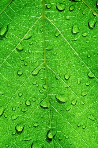 水滴在植物的叶