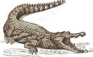 卡通鳄鱼动物图片海报素材