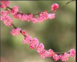 几枝桃花素材下载