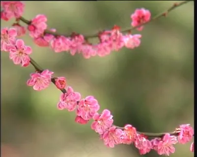 几枝桃花素材下载 几枝桃花素材下载
